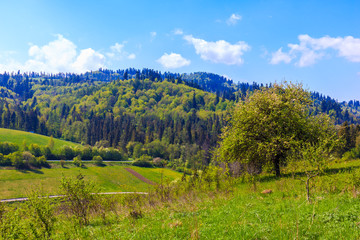 Green meadow at Czorsztynskie lake near Falsztyn village on sunny spring day, Pieniny Mountains, Poland
