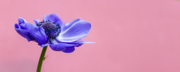 Banner with purple spring flower Poppy Anemone (Anemone coronaria) in front of a pink backgournd with copy space.