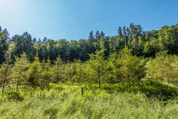 Fototapeta na wymiar Wiederaufforstung des Mischwaldes im Frühjahr