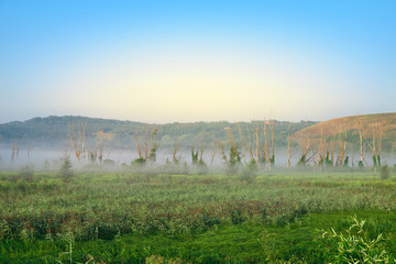 Fototapeta na wymiar Dry bald trees in fog on background of green hills. Reeds in foreground.