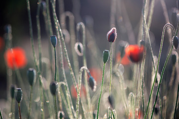 The dominant red.The flower is odorless.Poppies in the rainbow field environment.Contrast colors in...