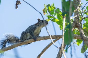 ardilla
