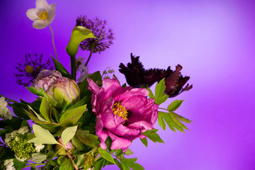 Fototapeta na wymiar violet flowers in the morning