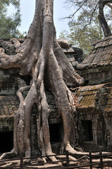 Fototapeta na wymiar Tree Roots Through The Temple