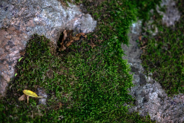 Closeup photo of moss on the stones. Max photo for designers, layouts, banners