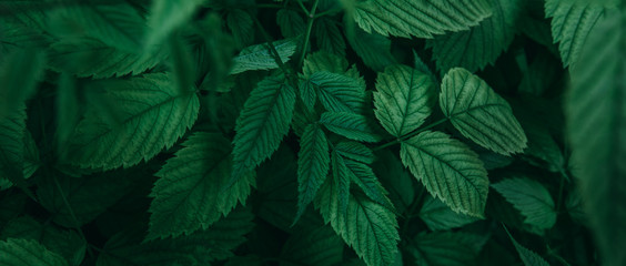 Closeup view of natural green bush leaves in dark forest