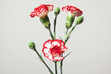 Close-up of red carnations, natural background