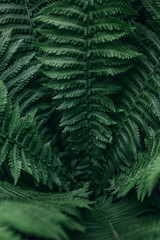 Closeup pattern of fern