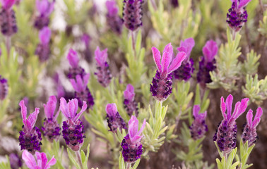 colorful wildflowers with