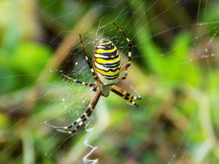 Colorful Argiope bruennichi (also known as wasp spider) on its web