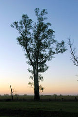 &Aacute;rbol gigante en atardecer