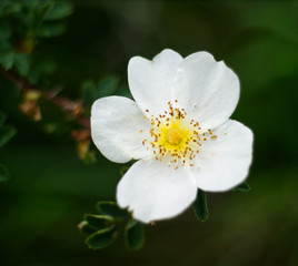 Rosehip white flower. Simple nature gentle background, macro photography