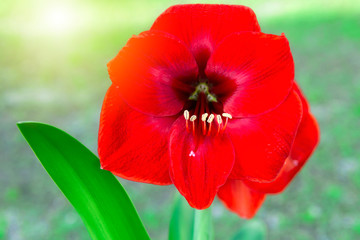 Obraz premium Red Amaryllis flower blooming in the garden