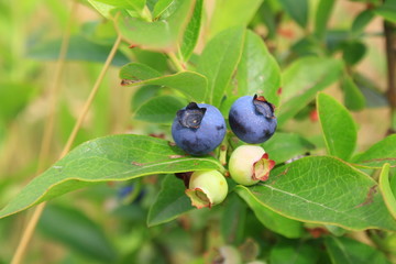 Blueberry fruit ripening on the bush