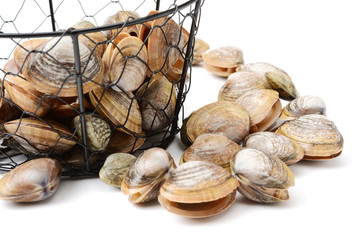 Stacked fresh raw clams on white background