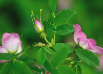 Rosehip pink flowers and reship bud. Simple nature gentle background, macro photography