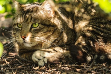 Striped street cat lies in the bushes. Close-up. Selective focus