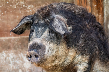 Dirty pig or mangalica breed in a barn