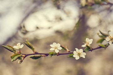 Branch of apple blossoms with blurred background bokeh. Copy space.
