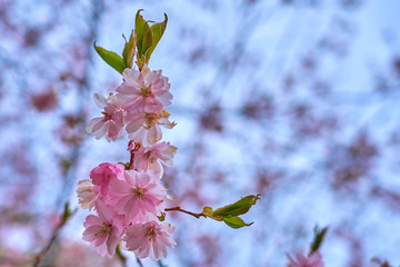 Branch of pink cherry blossoms, against a blue cloudy sky.
