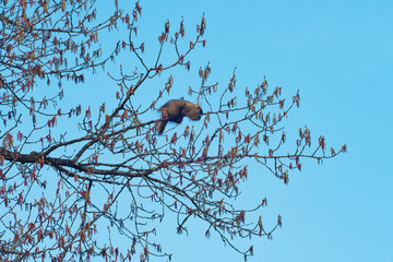 Porcupine out on a limb of a cottonwood tree eating catkins.