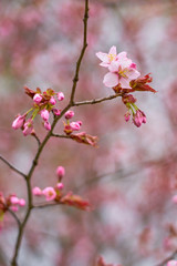 Branch of pink apple blossoms with blurred background bokeh. Copy space.