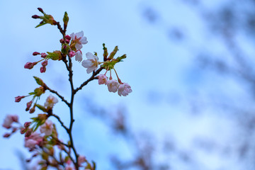 Branch of pink cherry blossoms, against a blue cloudy sky.
