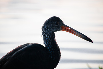 red billed stork