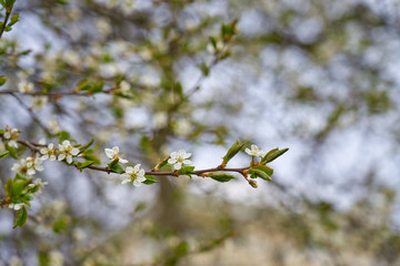 Branch of apple blossoms with blurred background bokeh. Copy space.