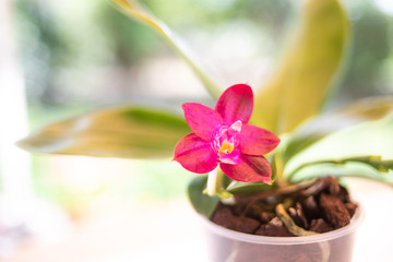 Orchidee Phalaenopsis (violacea coerulea FS x Zheng Min Etching) x Phalaenopsis KTC Khao Khitchakut