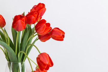 Red tulips in a vase on the table, on a white background. Postcard blank.