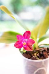 Orchidee Phalaenopsis (violacea coerulea FS x Zheng Min Etching) x Phalaenopsis KTC Khao Khitchakut