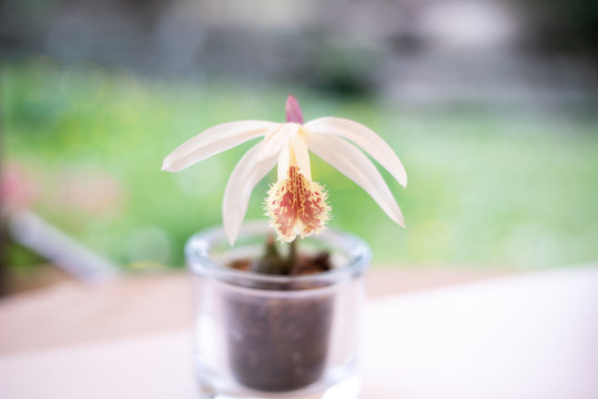 Orchidee Pleione Confusa &bdquo;Golden Gate&ldquo;