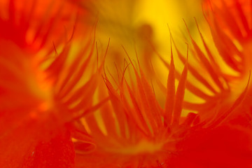 Fototapeta na wymiar Nasturtium flower macro closeup abstract in orange and yellow