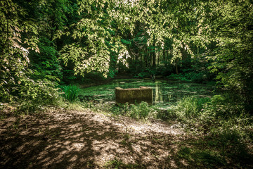 Versteckter kleiner Teich im dunklen Wald