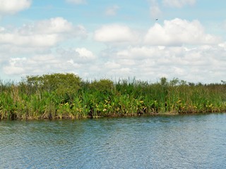 a river in the everglades