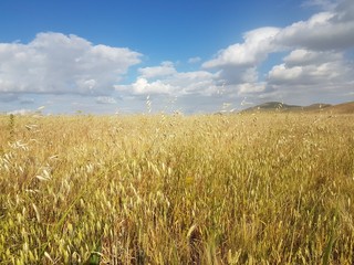Champs de blé d'Amari , wilaya de Tiaret, Algérie
