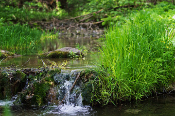 Fototapeta na wymiar Clean mountain river in the green grass in summer