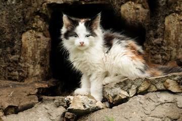 A beautiful fluffy kitten sits on the street near the basement. Selective focus on the eyes.