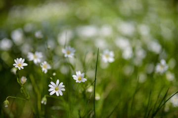 Polska, Warmia, Białe kwiaty na zielonej łące © Piotr
