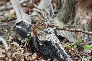 Baby chipmunk with seed