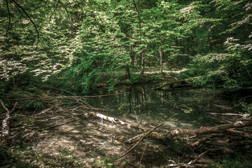 Fototapeta na wymiar Versteckter kleiner Teich im dunklen Wald