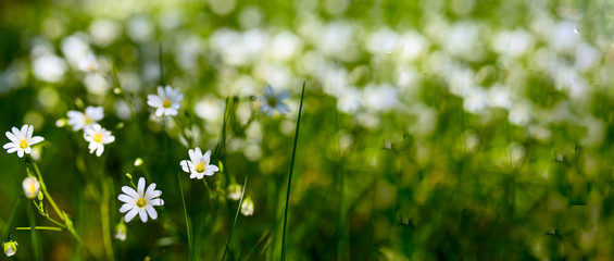 Polska, Warmia, Białe kwiaty na zielonej łące