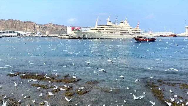 Seagulls in Mutrah Corniche, Oman