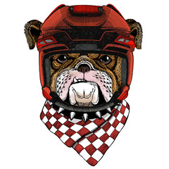 Bulldog, dog. Portrait of cute animal.