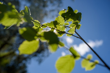 Polska, Warmia, Gałęzie na tle nieba