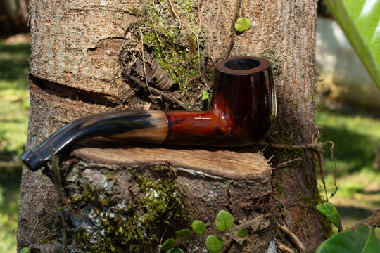 cachimbo em cima de tronco de &aacute;rvores