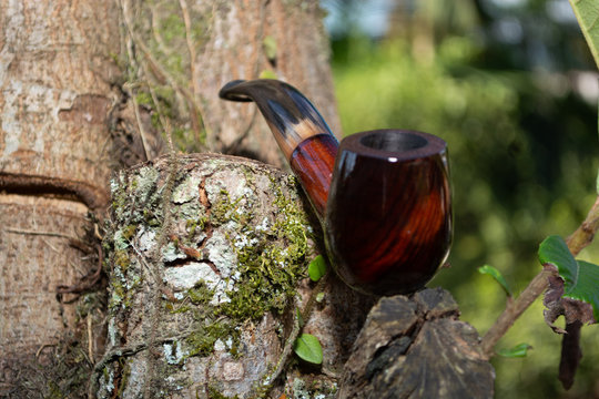 cachimbo em cima de tronco de &aacute;rvores