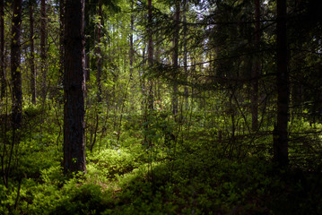 Fototapeta na wymiar Polska, Warmia, Prześwitujące słońce w lesie