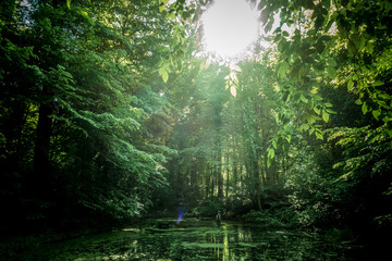 Fototapeta na wymiar Versteckter kleiner Teich im dunklen Wald